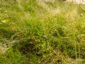 Melica unifloraÃÂ is a deciduous herbaceous perennial grass with a clump forming lax habit.